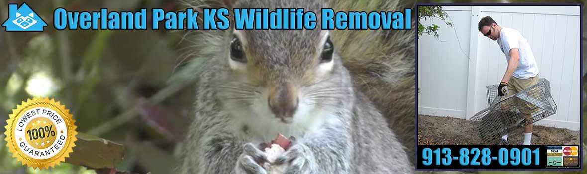 Overland Park Wildlife and Animal Removal